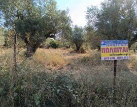 ΠΩΛΕΙΤΑΙ Αγροτεμάχιο, 6500τ.μ. Άγιος Ιωάννης Ρηγανάς, Αγρίνιο (Αιτωλοακαρνανία) €200.000